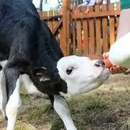 gölelere suýt bermek üçin