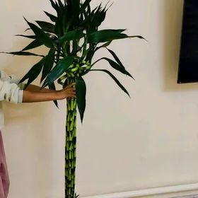 Gollandskiý Bambuk gül