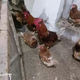 Loman Brawn yumurtga