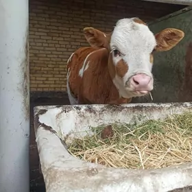 ARASSA ORGINAL SMENTAL OKUZÇE