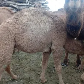 овшук инен кошеклер.