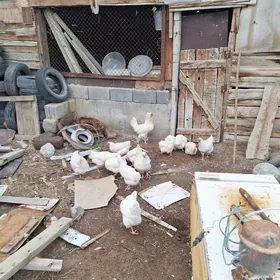 LOHMAL DOMINAT AK TOWUK