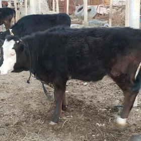 Simental corny piyostra  tuwe