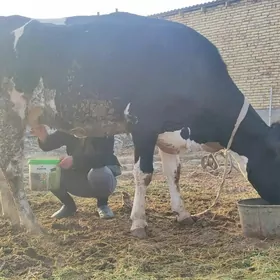 Eyran galysteyin bogaz gunajyn