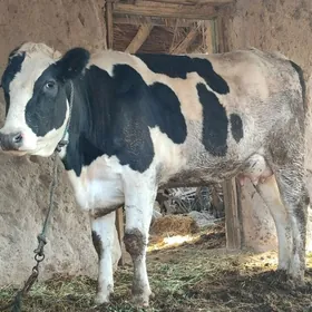 Semental bogaz gunajyn