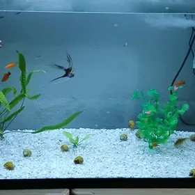 Улитка ампулярий