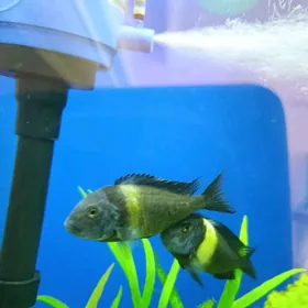 Рыба Тровеус звёздчатый