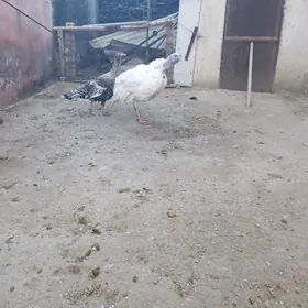 Индук Индук