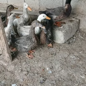 Ördek towuk induk jüje gus syg