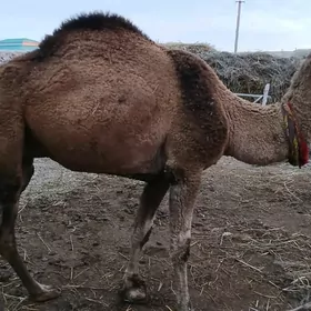 bakyda duran duyelet