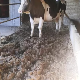 чорны пёстра унажын