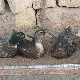 Ördek towuk induk jüje gus ýum