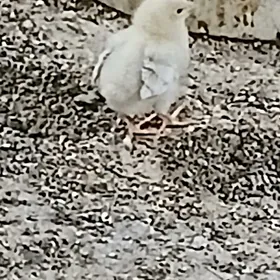 Dominat 104. Dominat 109