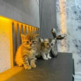 pişijek pishik kotata