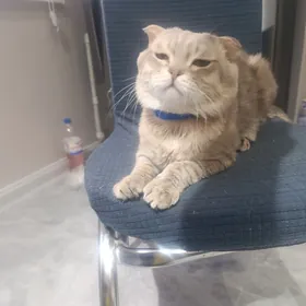 шотландский кот