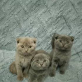 Шотландские котята