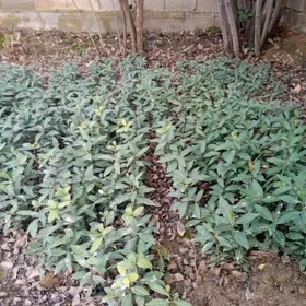 Lavrovy list Лавровый лист