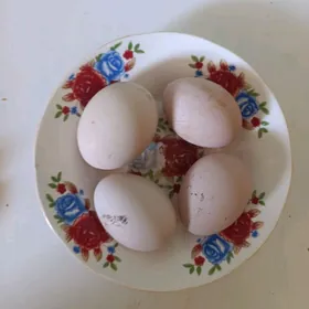 Gigant towugyn yumurtgasy