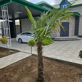 Eÿesinden plan jaÿ monsarda