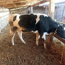 Corny piyostra bogaz tuwe