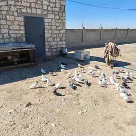 Кепдерилер