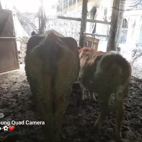 Paroda hojekli sygyr