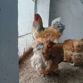 Yumurtgasyny yygnap beryan