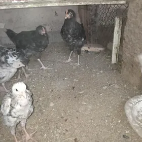 Джерси жуже