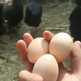 turkmen towuk yomurtga