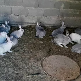 Towşanlar polwelikan