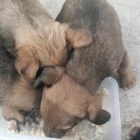 mugt Gujuk даром