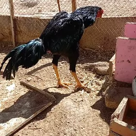 ЖУЖЕ 7АЙЛЫК