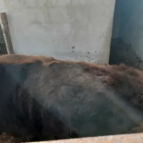 guzlap görmedik sygyr