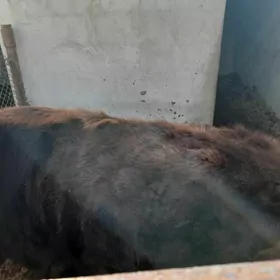 dogurup görmedik sygyr