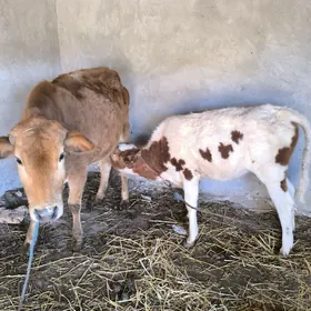 hojekli inek mesniy mal