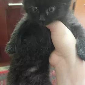 в добрые руки ️