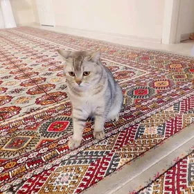 Şotlaniskiy paroda pişik