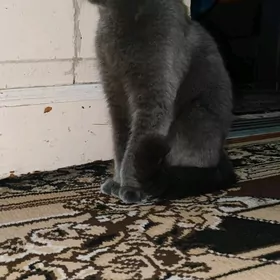 Shotlant Шотланд pişik киска