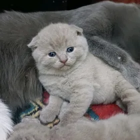 шотландские лиловые котята