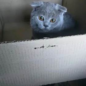 Wislouhiy,Yatyk gulak