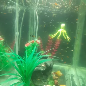 Akwarium balyklaryn cagalary