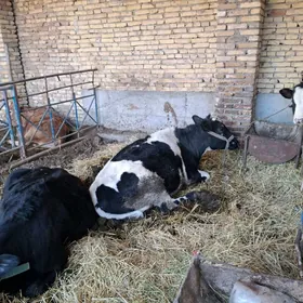 Sygyr bogaz 4sany,3sany gysyr