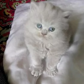 шотландская девочка