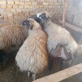 Bakylan gowy öweç goç