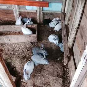 ARASSA WELİKAN BEÇELERİ SATLYK