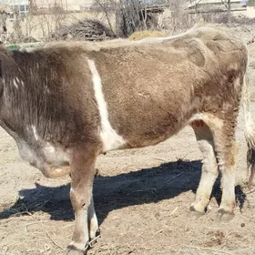 Bir dogan gysyr sygyr