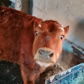 1 Ýasan gulajyn göle