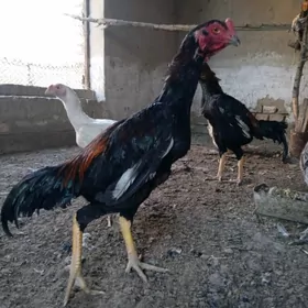 Baysow horaz 8 aylyk.Akganat