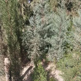 Yolka Kiparis 2metir