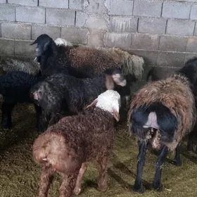 GISAR GUZULY GOYUNLAR